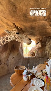 4.6M views · 2.2K reactions | Ever had a giraffe walk up to your breakfast table? 漣️ Or a sea lion swim by while you drink your coffee? 玲☕️ At Emirates Park Zoo & Resort in Abu Dhabi, you don’t just watch animals—you have breakfast with them. Share a morning with giraffes and sea lions for an experience you’ll never forget.  #BreakfastWithGiraffes | #BreakfastWithSeaLions ️ Book now and start your day the wild way. | Emirates Park Zoo & Resort | Facebook