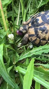 All About Turtles on Reels