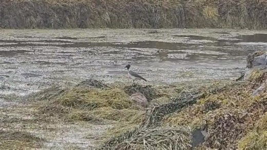 Dunvegan Castle & Gardens on Reels