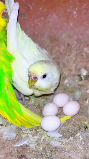 Budgies parrots breeding progress #breedingformula #budgies #egghatching #breeding #breedingtips #breedingbirds #budgiesinfo #tiktokdontunderreviewthisvideo #growmyaccount #trending #viralvideos #foryou #foryoupage #tiktok #2024 #tik_tok_trend #1M_views #waitfordontunderreviewmyvideo #growmyaccount #unfreezmyaccount#foryou
