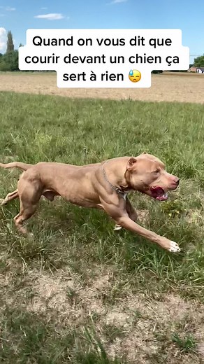 Pitbull Running Video: High-Speed Dog Training 🏃