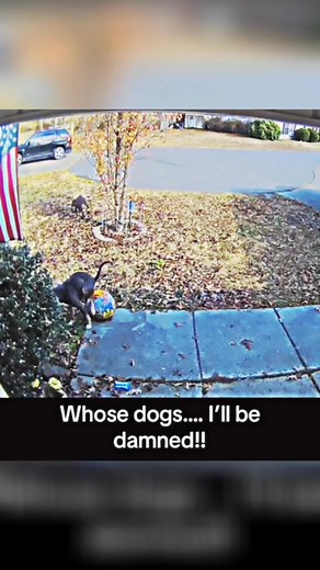 ring ringdoorbell ringcam videodoorbell ringvideodoorbell doorbellcamera doorbellcameravideos homesecurity smarthome doorbell doorbellvideo securitycamera ring wyze blink vivint adt ringcamera shorts reels smarthome homesecurity neighbor neighbors roku rokucam rokucam | Doorbell camera