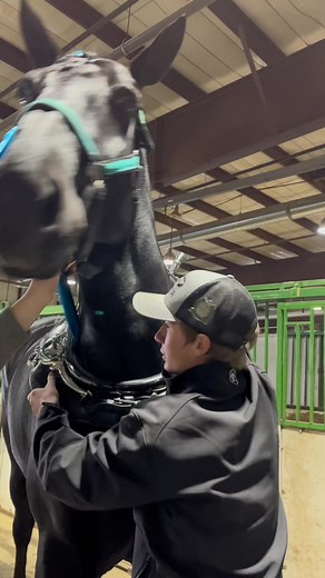 Getting Kali ready for her cart class Part 1