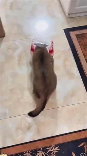 Cat guy on Instagram: "Cats and bags are a mysteriously irresistible combination. The moment a bag appears—paper, plastic, reusable, or gift—cats seem magnetically drawn to it. They inspect it with intense focus, circle it like a prized discovery, and then slip inside as if the bag was placed there specifically for them. To a cat, a bag isn’t just an object; it’s an instant hideout, a cozy cave, and a front-row seat to household chaos all at once. Once inside, cats treat bags like thrones. A cri