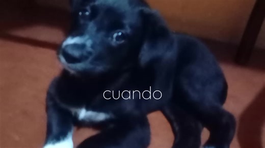 💁🏻‍♀️🐾.....#nomedejenenflop #noconfienenloshombres #quierosalirenparati #perritos