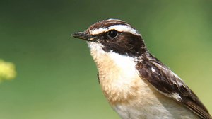 Whinchat calling (Saxicola rubetra) Europe, Asia, Africa. | BIRDS & Nature