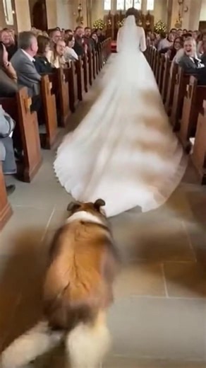 He Thought the Wedding Dress Was His Magic Carpet 😂 (AI) | Crafty Panda How