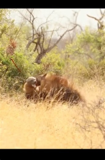 A fierce fight between two male hyenas for dominance #animals #viralvideo #shorts