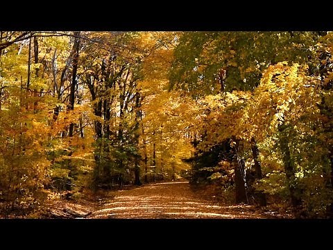The Best Classical Music - Fall Forest (Ultra HD - 4K)