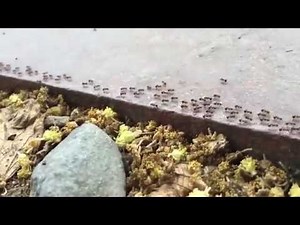 蟻の行列 どこへ行くの？