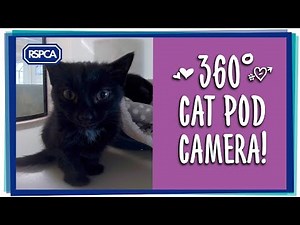 360 degree Kitten Cam!