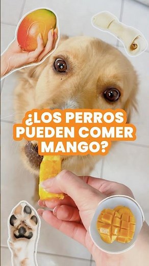 Can dogs eat mango? 🥭 🐶 Find out here #dogs #dogfood #mango #pets