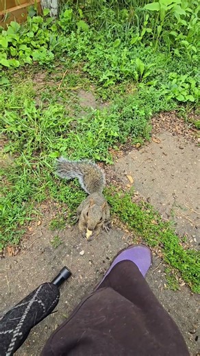 Slappy squirrel steps up for a peanut #short #greysquirrels #squirrelwatching