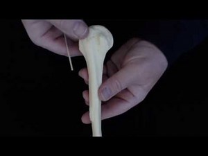 The Humerus