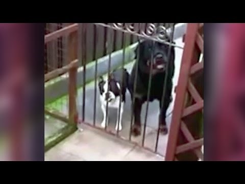 Dog's bark sounds like he's saying "hello"