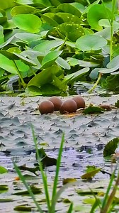 79K views · 1.3K reactions | The male water pheasant incubates the eggs #BirdWatching #wildlife #BirdLife #birds | Wild Realm | Facebook