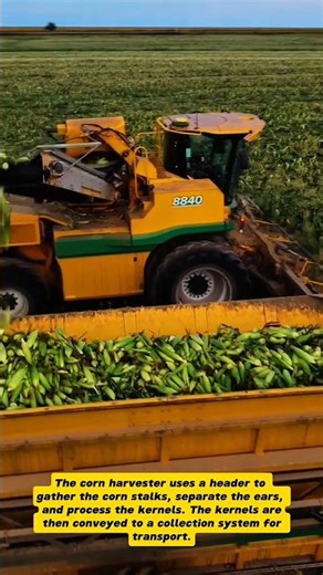 Efficient Corn Harvesting: The Modern Corn Harvester in Action