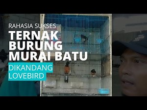 Rahasia sukses beternak murai batu dengan kandang Lovebird minimalis