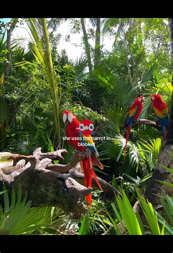 Exploring Blooket Gameplay with Parrots