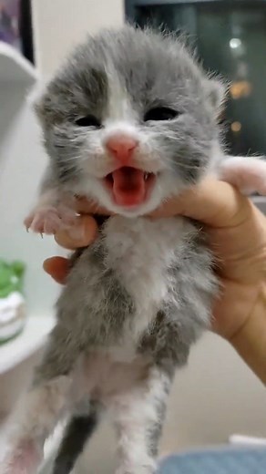 43K views · 1.9K reactions | Baby Kittens | Baby Cat | Facebook