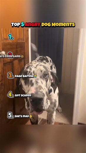 CHECK Top 5 Angry Dog Moments #funny #shorts