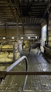 187K views · 10K reactions | When a new fresh heifer(first time calving) finds the brush for the first time. | TDF Honest Farming | Facebook