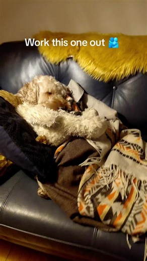 Thats my dogs head,his teddy's arms & legs wrapped up in his sisters blanket 🤣🐾#dogs #tiktok #cockapoo #life #fyp