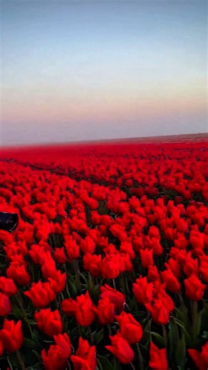 Endless Red Tulips 🌷