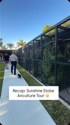 DCFF 🪶 GGBBA & APWS members on Instagram: "🌞🦜 Sunshine State Aviculture Tour Recap 🦜🌞 Throwing it back to our August 2025 Florida aviculture tour with one of my closest friends. A road trip turned into an unforgettable experience. We were graciously welcomed into people’s homes and private facilities, trusted with full access, and given the opportunity to see — up close — some of the most incredible species in the world. The knowledge shared, the hospitality shown, and the passion behind ev