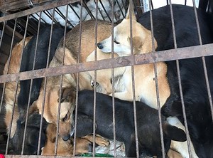 合肥屠狗场被拦停！活狗剥皮、鲜血满地......