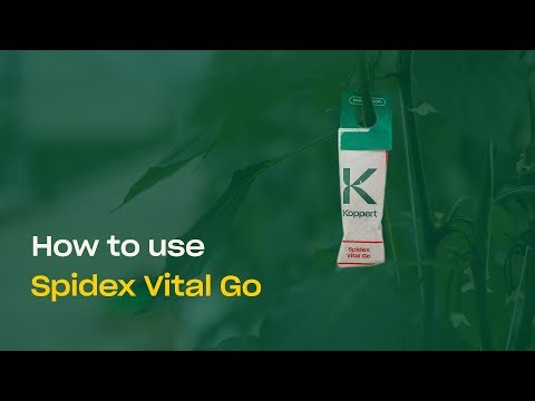 How To Use Spidex Vital Go - Predatory Mites to Control Spider Mites