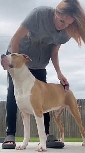 26K views · 1.2K reactions | If you’ve ever lost a dog and then...