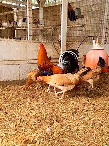 75K views · 4.3K reactions | Sweater con gallinas Kelso A descansar de las gallinas. Hasta la próxima temporada. Saludos Amigos | Granja Sanmiguel | Facebook