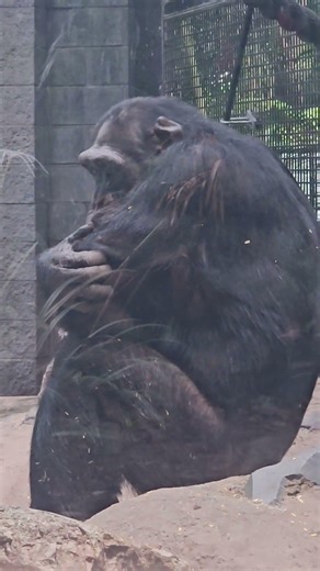 Chimps On Top 😁😇😎❤️🙏 #vlog #blog #pets #animals