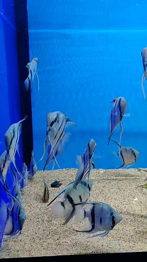 Mooie blauwe maanvissen in voorraad. Vandaag zijn we geopend van 10-12 en 13-18 uur. | Geelse Aquarium Specialist