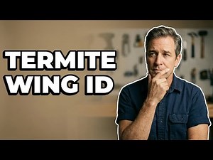 What Do Termite Swarmer Wings Look Like?