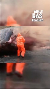 Why Dead Blue Whale Can Explode ?