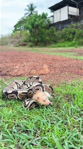Snake live feeding #feeding #shorts #kerala