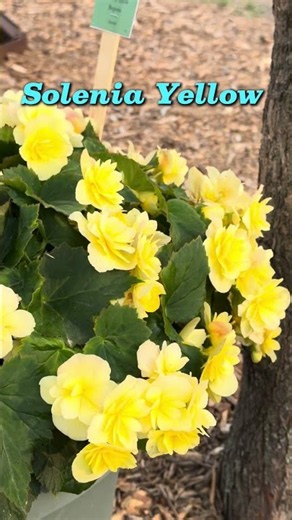 Six begonias for sun.