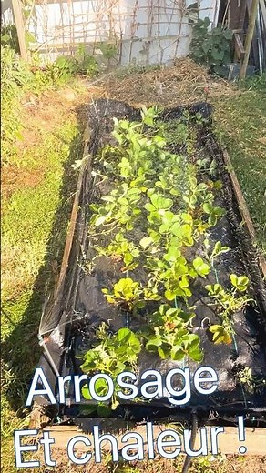 🔥 Il FAIT TROP CHAUD ! Voici mon système d’arrosage pour sauver mes fraises 🍓💦