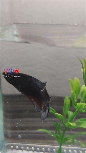 Betta Breeding Tutorial Part-1#betta #bettabreeding #aquarium