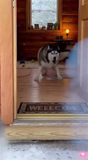 Cat Thinks Fried Fish Is REAL! 😂🐱🍤 | Funny Cat Reaction Caught in 4K