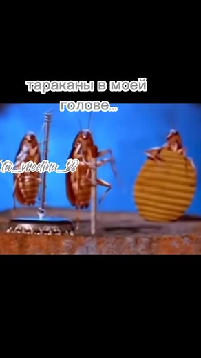 Animated Cockroaches: Funny Expressions and Humor