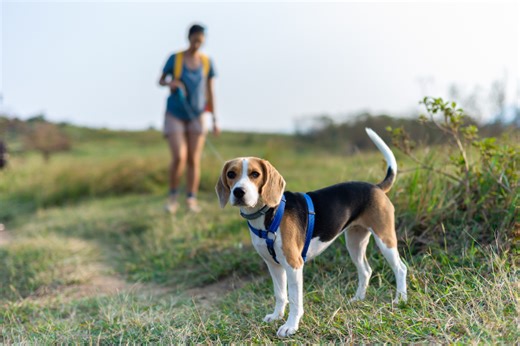 Everything You Need to Know About Hiking With a Puppy