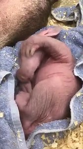 84K views · 1.6K reactions | ADORABLE: A 5-day-old aardvark cuddled up next to his mom as the cute infant tried to shy away from the zoo’s cameras. Credit: Cincinnati Zoo and Botanical Garden via Storyful | FOX 29 | Facebook