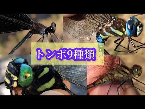 Insect-catching enthusiasts go wild for dragonflies, which are in season in autumn! [Dragonfly Co...