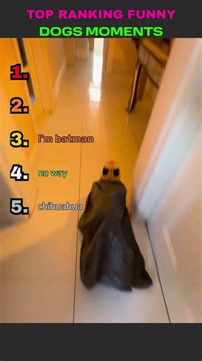 Funny Dogs Momets 🐈 #shorts