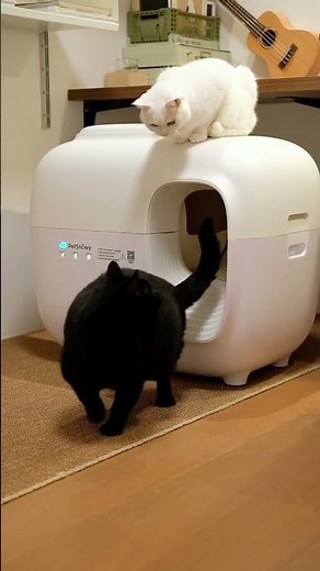 多頭飼いは、幸せもにぎやかさも倍。でも、掃除まで倍にしなくていい。『PetSnowy全自動猫トイレ』