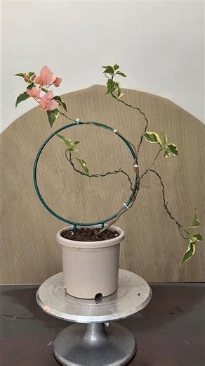 How to bonsai variegated Bougainvillea#bonsai