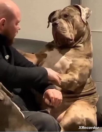 Muscular Dog Interacts Calmly with Owner on Couch